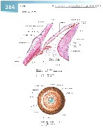 Sobotta Atlas of Human Anatomy  Head,Neck,Upper Limb Volume1 2006, page 371